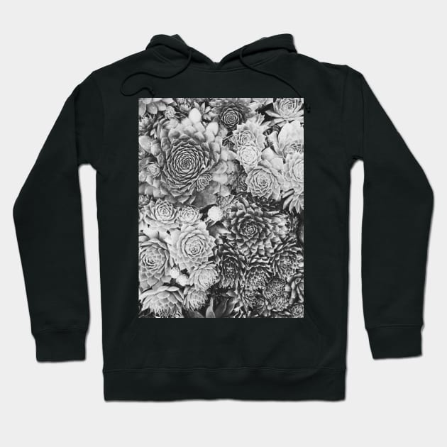 Succulent Plant Overhead Black and White Background Hoodie by visualspectrum